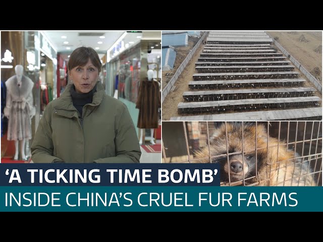 ⁣Animal cruelty and a threat to global health? Inside China's fur farms | ITV News