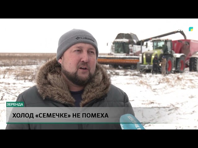 ⁣Холод «Семечке» не помеха