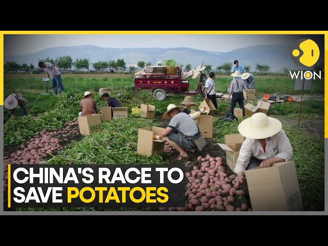 ⁣Scientists Tackle Shrinking Potatoes As Temperatures Rise | World News | WION