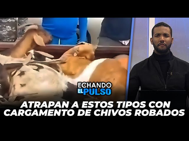 ⁣Atraparon a estos con cargamento de chivos robados en Boca Chica | Echando El Pulso