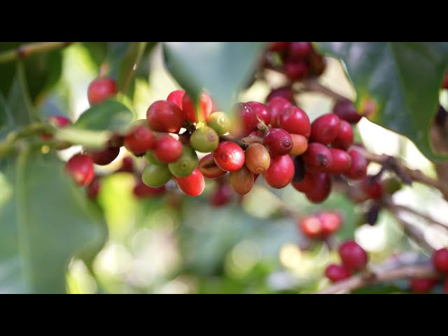 ⁣Coffee beans from SW China's Yunnan gain popularity in supply chains