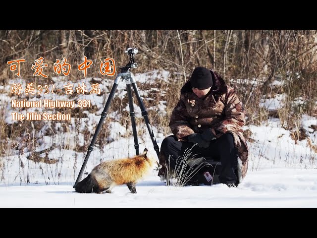 ⁣Encountering red foxes and other wildlife along National Highway 331