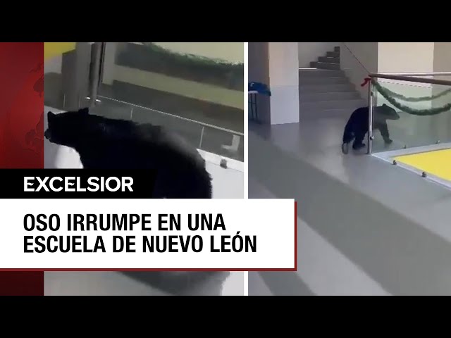 ⁣Oso se pasea por los pasillos de una escuela de Nuevo León