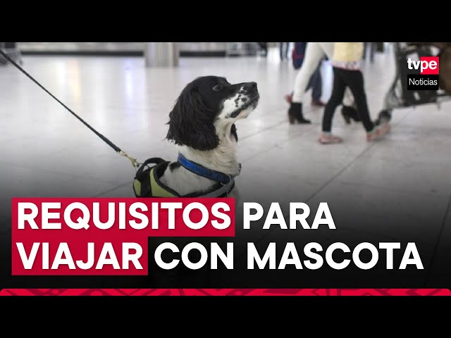 ⁣Requisitos esenciales para viajar con tu mascota: todo lo que debes saber