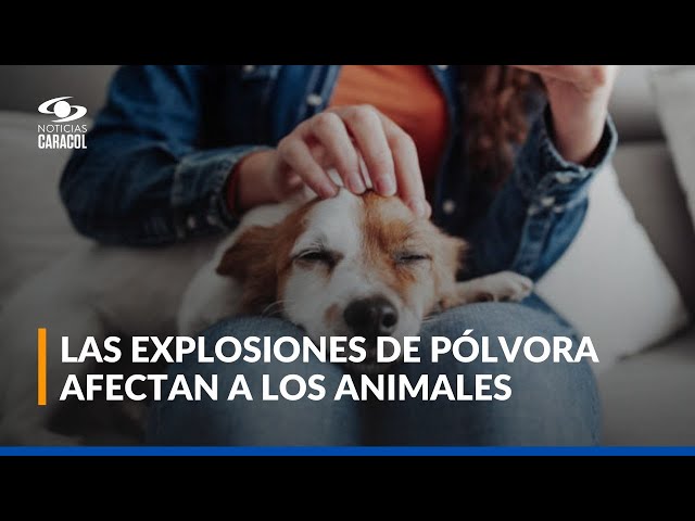 ⁣¿Cómo menguar el impacto negativo de la pólvora en nuestras mascotas?