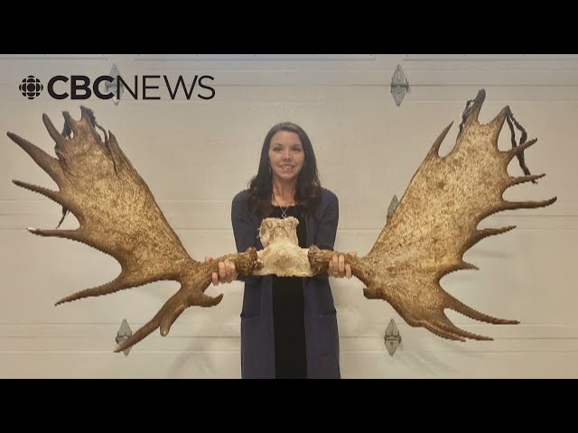 ⁣N.B. woman sets record for taking down giant bull moose with compound bow