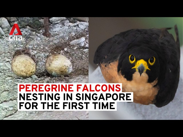 ⁣Peregrine falcons recorded nesting in Singapore for the first time, at OCBC Centre in CBD