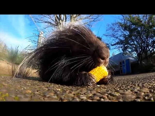 ⁣Niedliche Tiere schlemmen im Zoo von Oregon an Thanksgiving-Leckereien