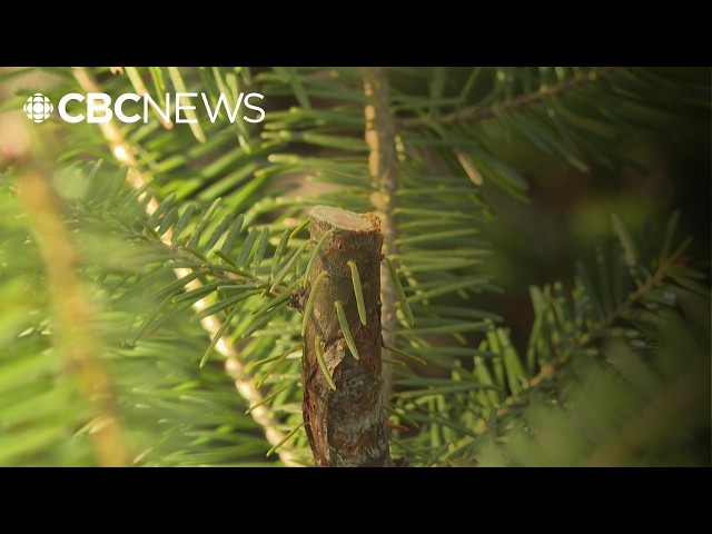 ⁣New coniferous tree growth in wake of Fiona being chopped off. Island Trails says it has to stop