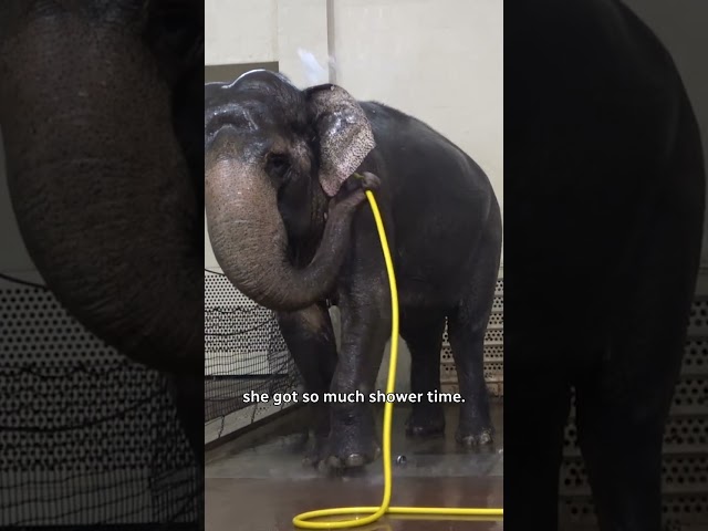 ⁣Elephant teaches herself to take nice showers