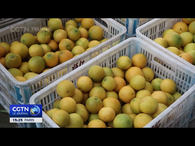 ⁣Chine : début de la récolte et vente d'oranges précoces à Kaizhou, près de Chongqing