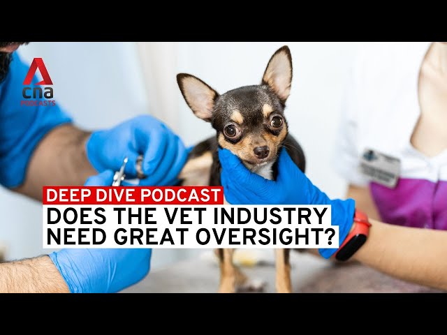 ⁣Does the vet industry need greater oversight? | Deep Dive podcast