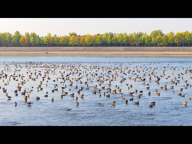 ⁣Live: Come to Yellow River Wetland to watch migratory birds wintering