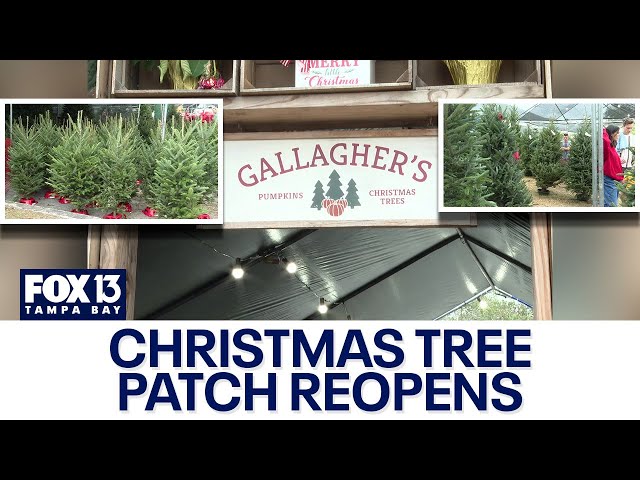 ⁣St. Pete Christmas tree patch reopens after suffering damages during Hurricanes Helene and Milton