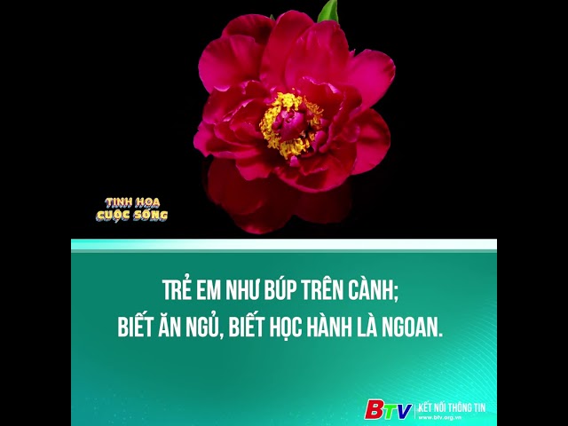 ⁣Trẻ em như búp trên cành; Biết ăn ngủ, biết học hành là ngoan