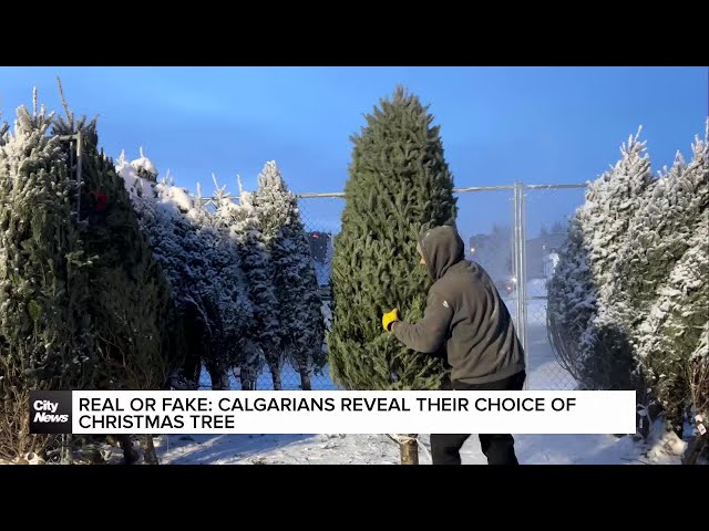 ⁣Real vs. Fake: Calgarians reveal their choice of Christmas tree