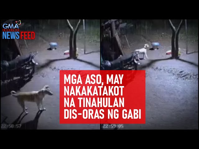 ⁣Mga aso, may nakakatakot na tinahulan dis-oras ng gabi | GMA Integrated Newsfeed