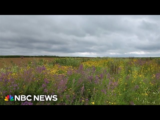 ⁣'Prairie strips' bring beauty to farms with big environmental benefits