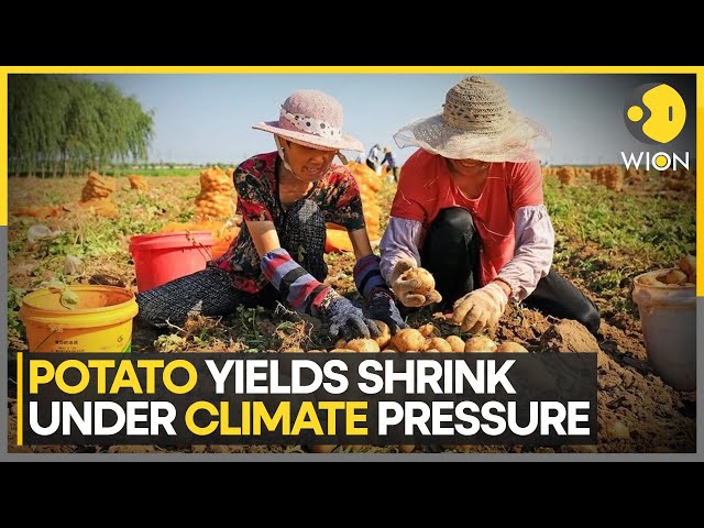 ⁣China's Potato Crops Face A Double Threat: Heat And Disease | World News | WION