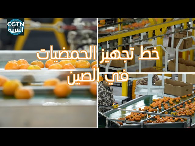 ⁣خط تجهيز الحمضيات الحديث في الصين