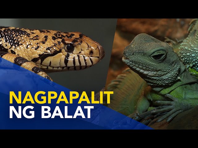 ⁣Mga hayop na nagbabago o nagpapalit ng balat | Wonders of Creation