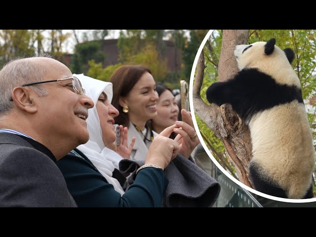 ⁣Pandas in China's Sichuan welcomed by global visitors