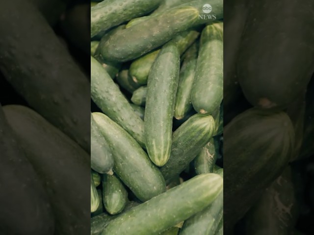 ⁣Salmonella outbreak linked to cucumbers