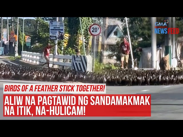 ⁣Aliw na pagtawid ng sandamakmak na itik, na-hulicam! | GMA Integrated Newsfeed