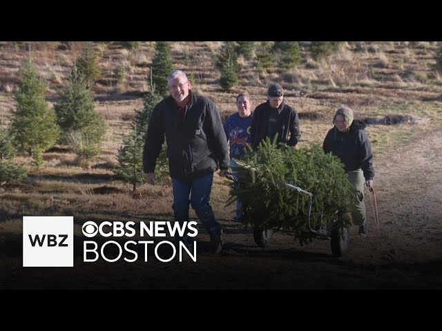 ⁣People head to Massachusetts Christmas tree farms to get into holiday spirit