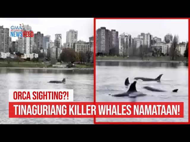 ⁣ORCA SIGHTING?! Tinaguriang killer whales namataan! | GMA Integrated Newsfeed