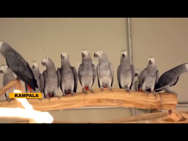 ⁣Saving the African grey parrot - Fighting illegal trade and habitat loss