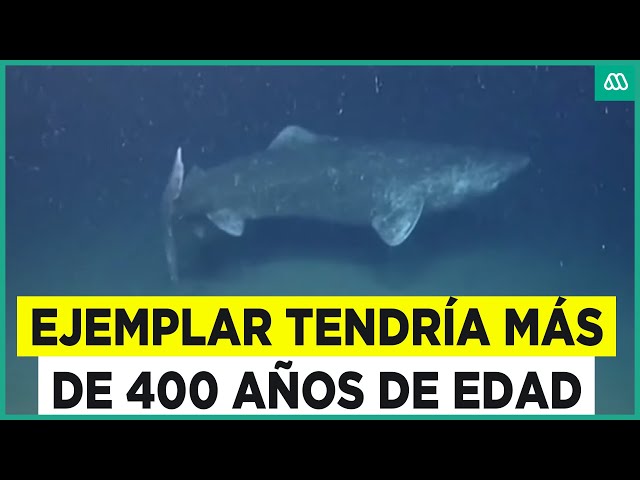 ⁣¿El animal más viejo del mundo?: Ejemplar tiene más de 400 años