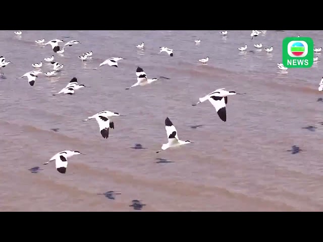 ⁣TVB News｜1 December 2024｜Birds came to the coastal wetland of Lianyungang