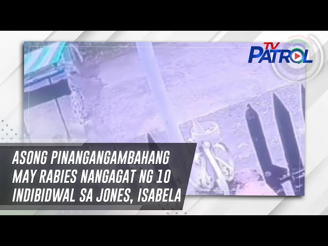 ⁣Asong pinangangambahang may rabies nangagat ng 10 indibidwal sa Jones, Isabela | TV Patrol