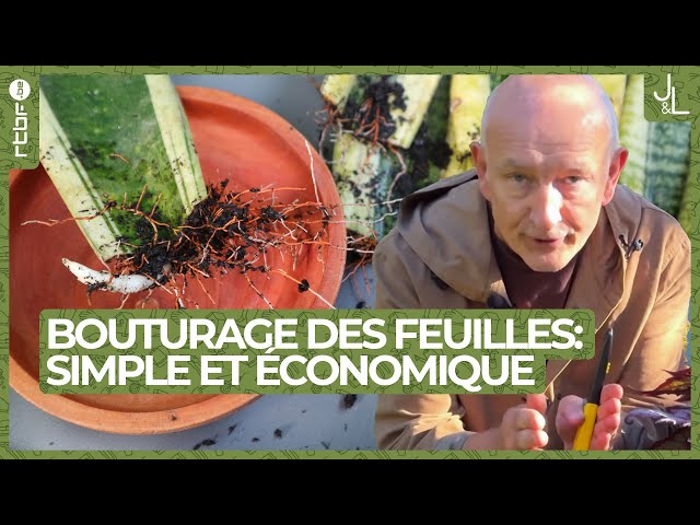 ⁣Le bouturage des feuilles : simple et économique | Jardins et Loisirs