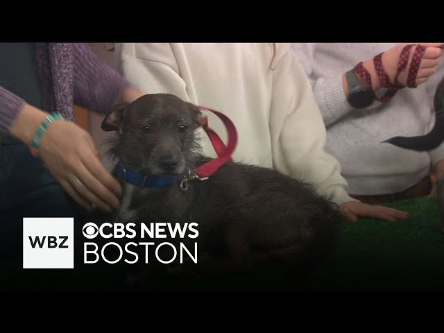 ⁣Pet Parade: Danny and Wendy are wire-haired terriers offering double the love