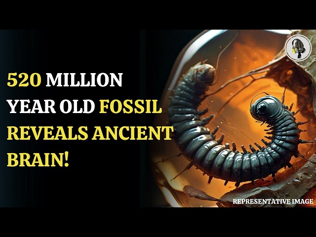 ⁣520 Million Year Old Fossil Reveals Ancient Brain! | WION Podcast