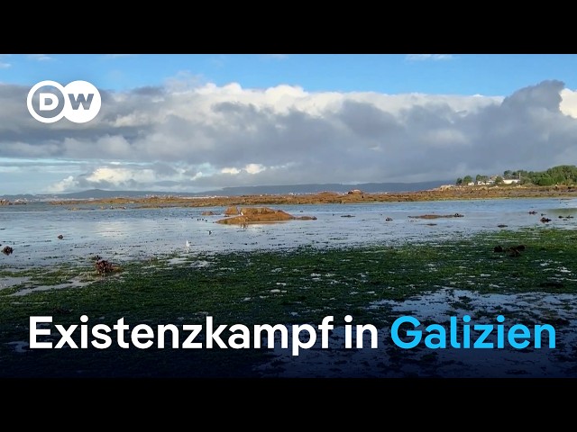 ⁣Spanien: Protest gegen Zellstofffabrik in Galizien | Fokus Europa