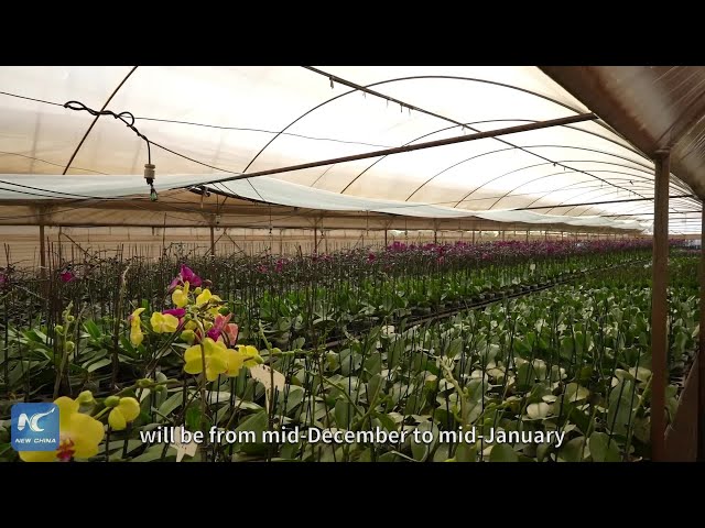 ⁣Blooming business of Yunnan's Chinese New Year flowers