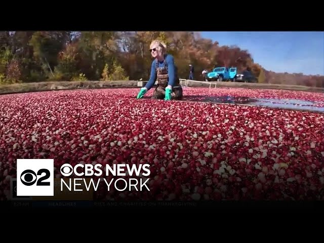 ⁣Historic drought leaves New Jersey cranberry bogs in a bind