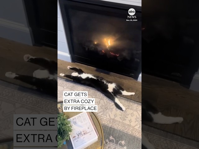 ⁣Cat gets extra cozy by fireplace