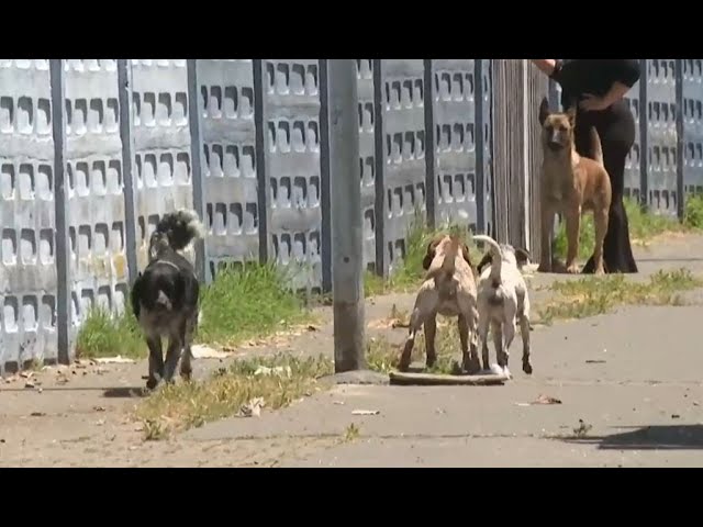 ⁣Jauría de perros aterra en Chiguayante: Han mordido a más de 100 vecinos