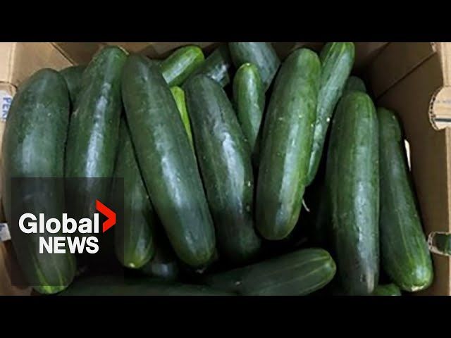 ⁣Cucumbers sold in Canada recalled over salmonella risk