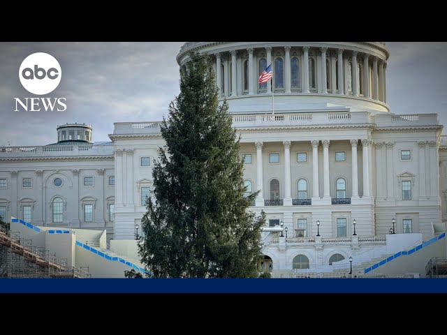 ⁣Special delivery to spread holiday cheer, the 'People’s Tree'!