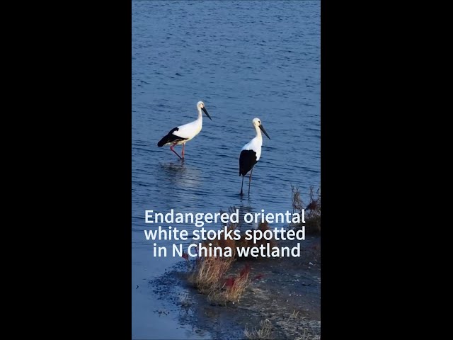 ⁣Endangered oriental white storks spotted in north China's Nandagang Wetland