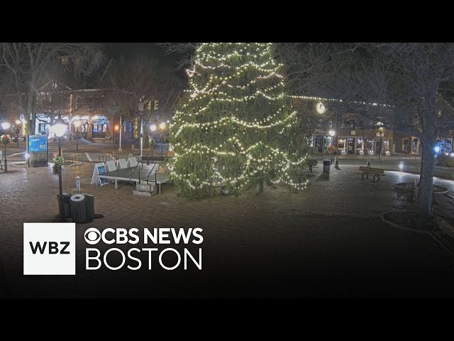 ⁣Newburyport family donates tree to town after original tree was damaged