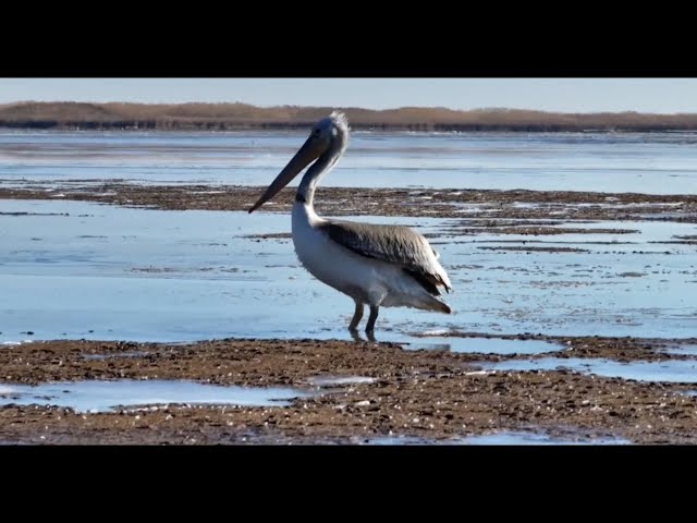 ⁣Rare Dalmatian pelican spotted in NW China's Gansu