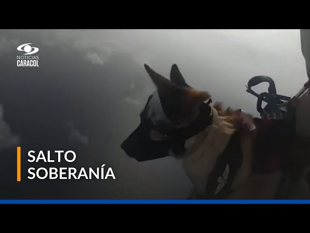 ⁣Zuky, la perrita que participa en operaciones de un comando de paracaidistas militares