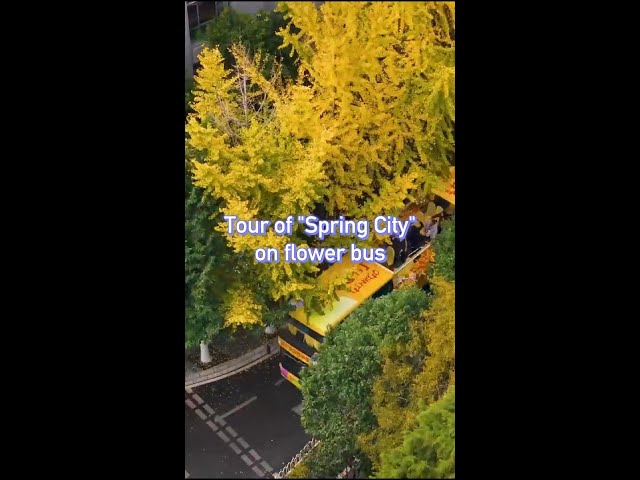 ⁣A tour of China's "Spring City" on flower bus