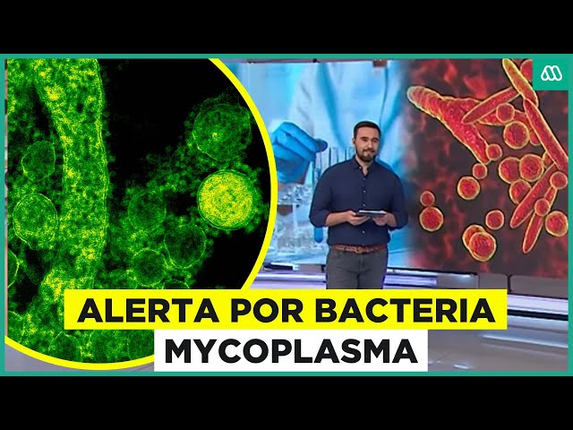 ⁣Alerta por bacteria Mycoplasma: Los cuidados de la peligrosa neumonía